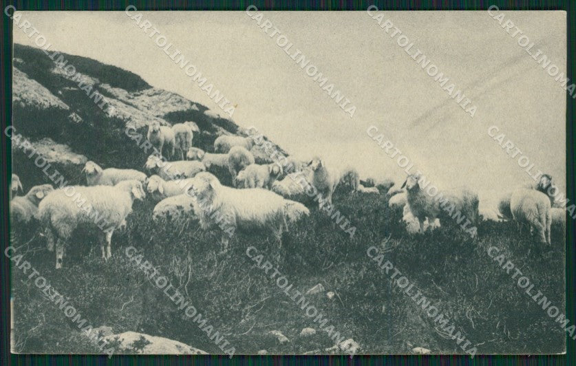 Biella Oropa Gregge Pecore cartolina KV1833 – fronte