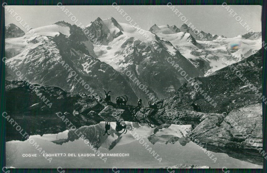 Aosta Cogne Stambecchi Foto cartolina KV2151 – fronte