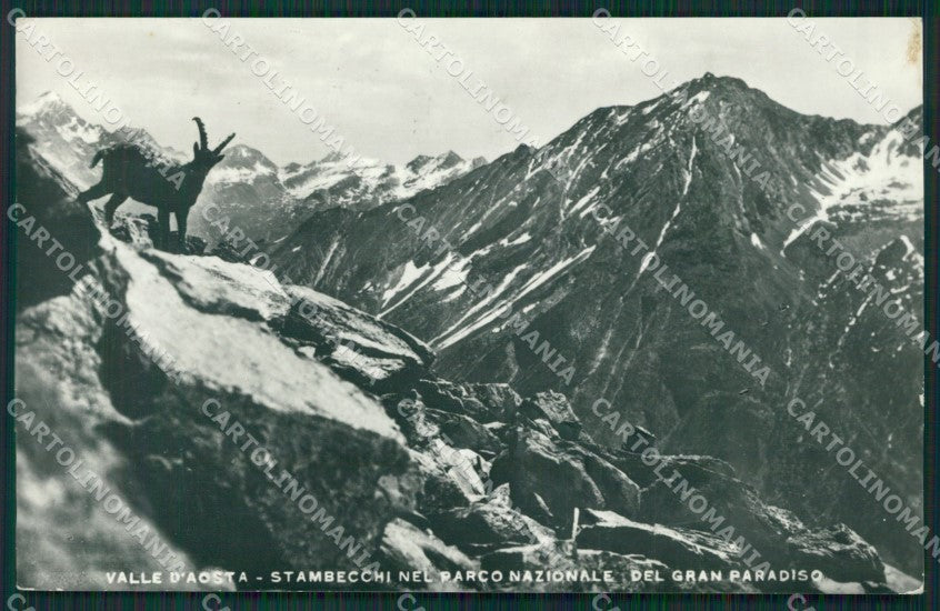 Torino Gran Paradiso Stambecchi Foto cartolina KV3018 – fronte