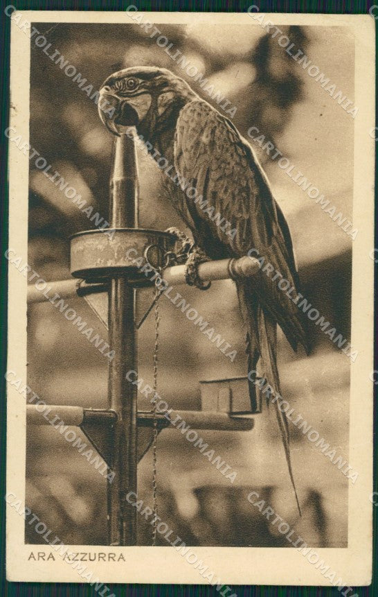 Roma Città Zoo Ara Azzurra Parrot PIEGHINE cartolina KV3223 – fronte