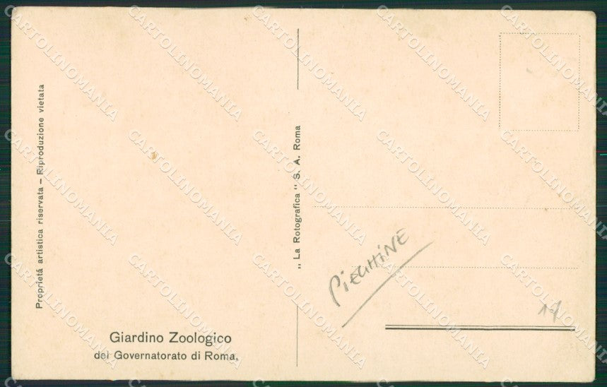 Roma Città Zoo Ara Azzurra Parrot PIEGHINE cartolina KV3223 – retro