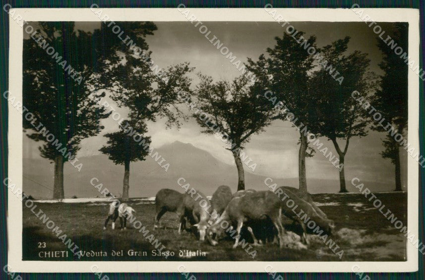 Chieti Gran Sasso Pecore Foto cartolina KV3837 – fronte