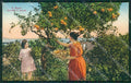 Imperia Sanremo Raccolta Agrumi PIEGHINA cartolina KV4493 – fronte