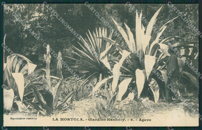 Imperia Ventimiglia La Mortola cartolina KV5507 – fronte