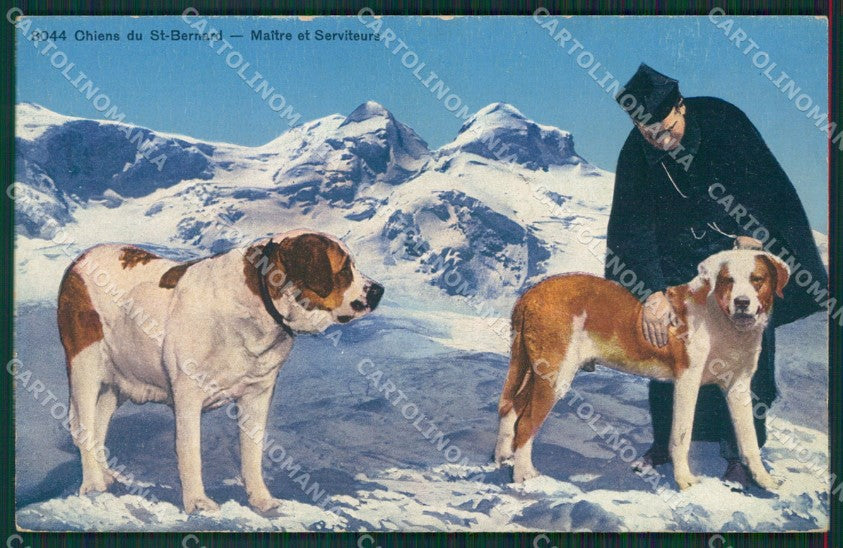 Aosta Gran San Bernardo Cane cartolina KV6433 – fronte