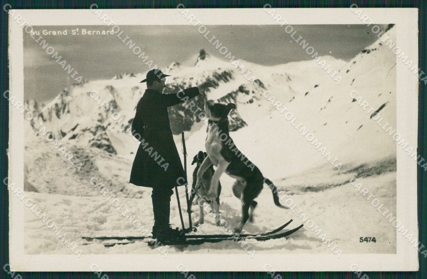 Aosta Gran San Bernardo Cane Foto cartolina KV6845 – fronte