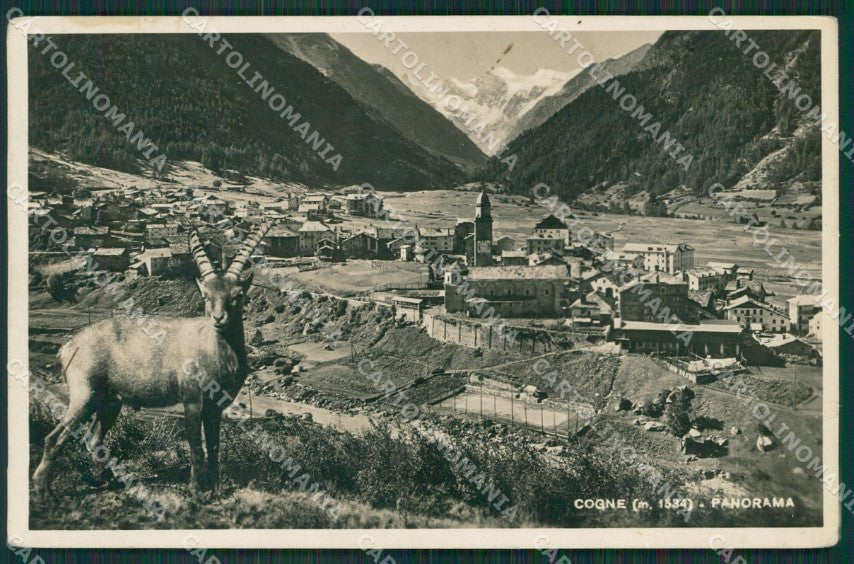 Aosta Cogne Stanbecco PIEGA Foto cartolina KV6849 – fronte