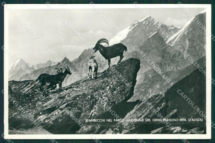Aosta Valsavarenche Parco Gran Paradiso Stambecchi Foto cartolina KV6853 – fronte