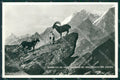 Aosta Valsavarenche Parco Gran Paradiso Stambecchi Foto cartolina KV6853 – fronte