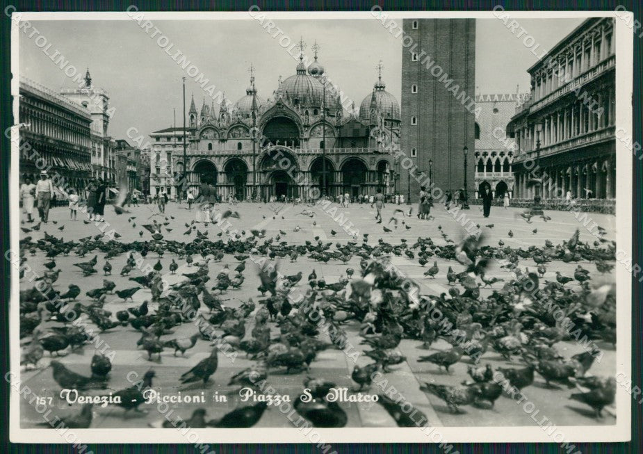 Venezia Città Piccioni STRAPPINO Foto FG cartolina KV7185 – fronte