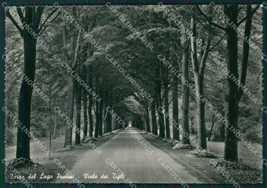 Lucca Viareggio Torre del Lago Puccini Foto FG cartolina KV7989 – fronte