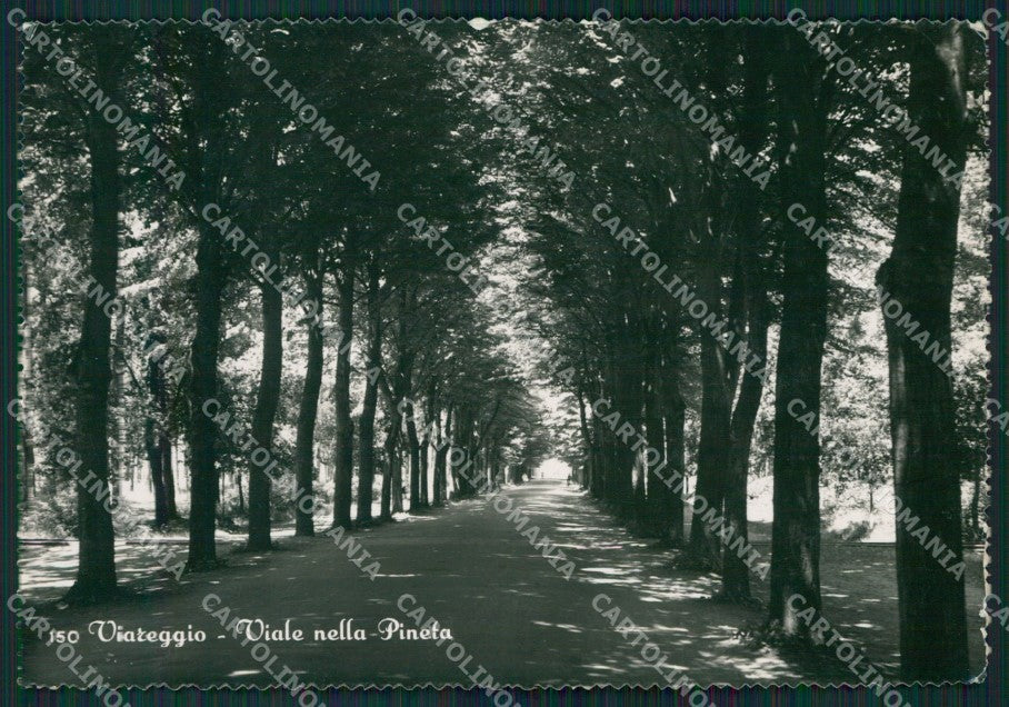 Lucca Viareggio Foto FG cartolina KV7990 – fronte