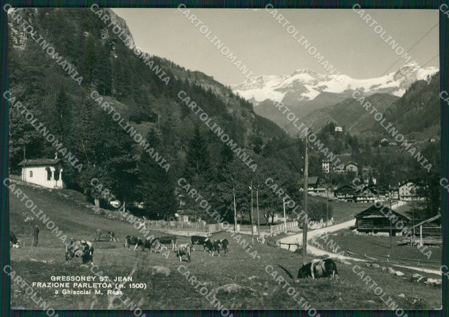 Aosta Gressoney Saint Jean Parletoa Mucche Foto FG cartolina KV8095 – fronte