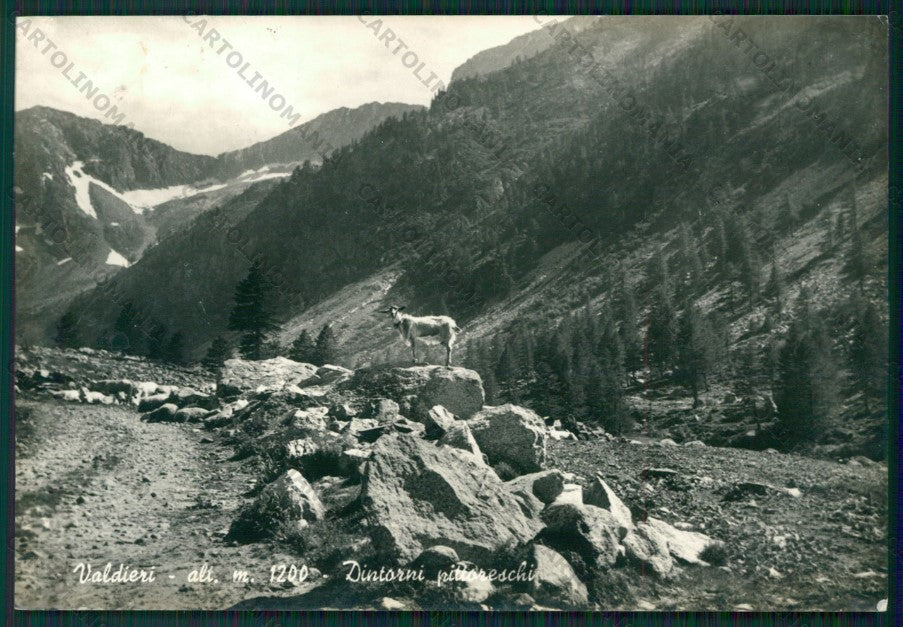 Cuneo Valdieri Capra Foto FG cartolina KV8670 – fronte