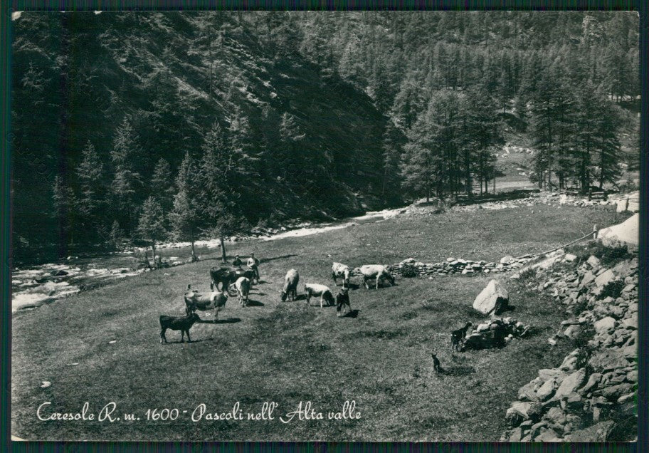 Torino Mele Ceresolo Reale Pascolo PIEGHINA Foto FG cartolina KV8709 – fronte