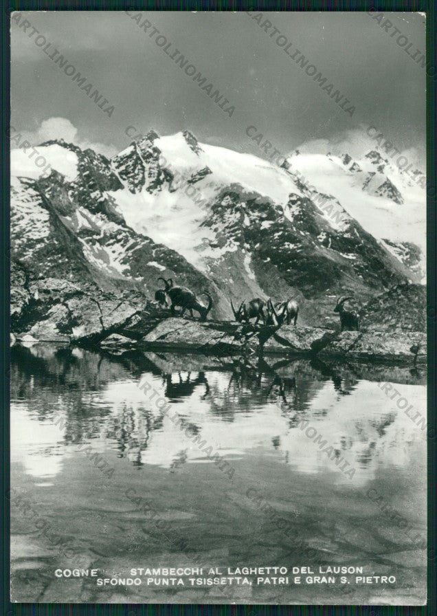Aosta Cogne Laghetto del Lauson Stambecchi Cai Foto FG cartolina KV9003 – fronte