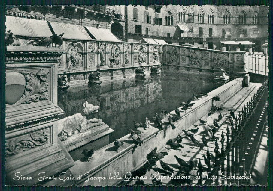 Siena Città Piccioni Foto FG cartolina KV9010 – fronte