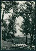 Cuneo Viola Foto FG cartolina KV9257 – fronte