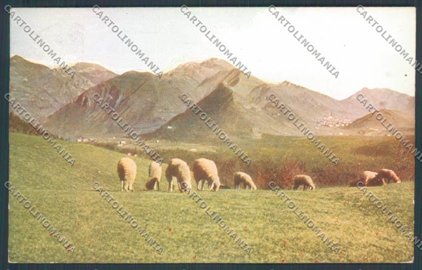 Bergamo Clusone Pecora cartolina LQ4323 – fronte