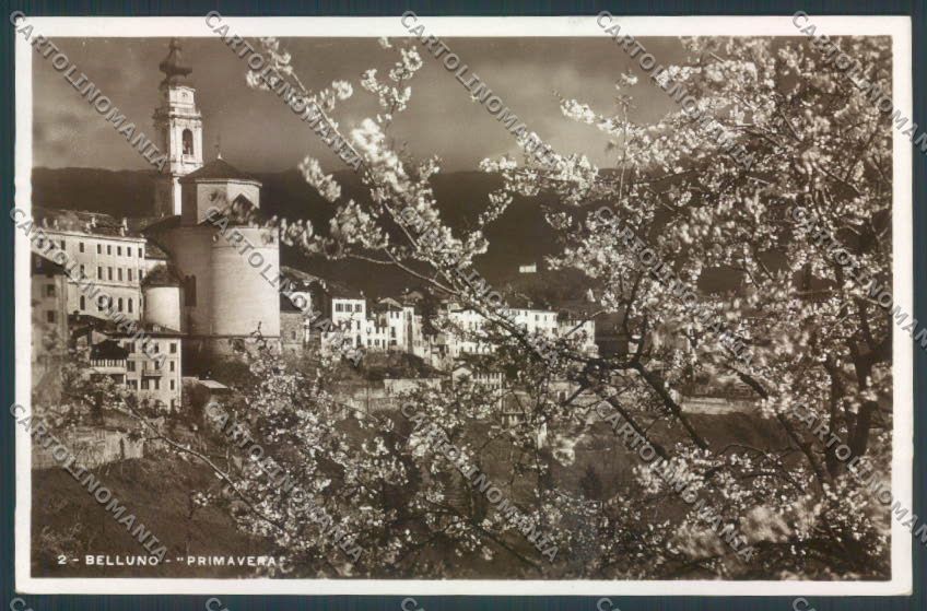 Belluno Città Foto cartolina LQ8835 – fronte