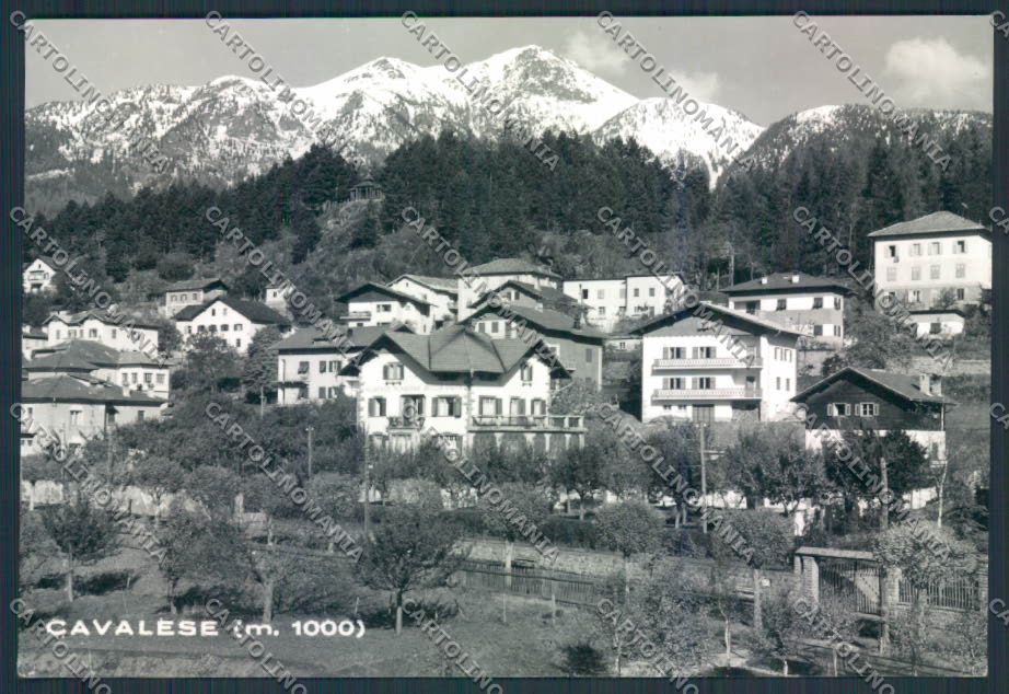 Trento Cavalese foto FG cartolina MQ0546 – fronte