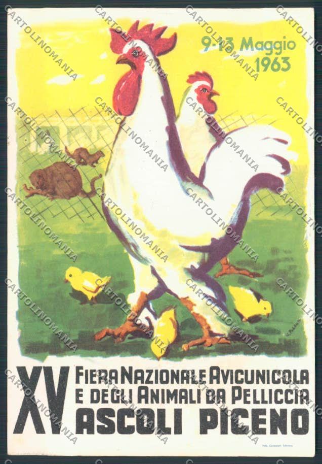 Ascoli Piceno Fiera Avicunicola FG cartolina MQ0990 – fronte