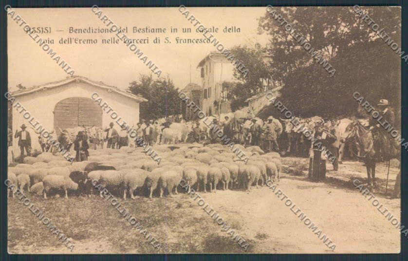 Perugia Assisi Benedizione Bestiame cartolina MQ1400 – fronte