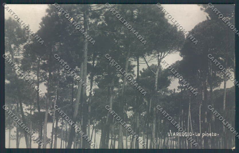 Lucca Viareggio Foto cartolina MQ2920 – fronte