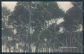 Lucca Viareggio Foto cartolina MQ2920 – fronte