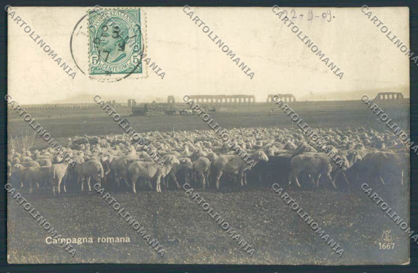 Roma Campagna Romana PIEGA Foto cartolina MQ3532 – fronte