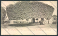 Roma Albano cartolina MQ3534 – fronte