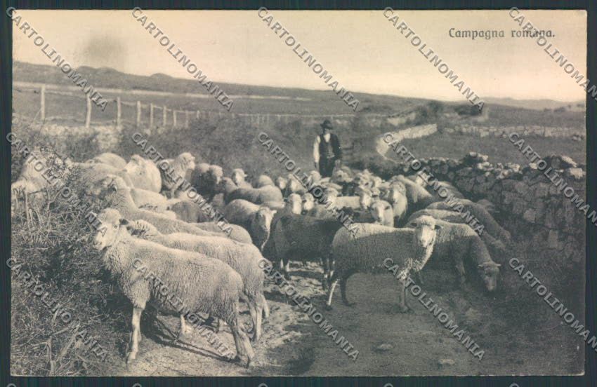 Roma Campagna Romana Pastore cartolina MQ3538 – fronte