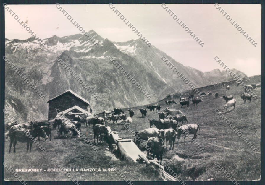 Aosta Gressoney La Trinité foto FG cartolina MQ4421 – fronte