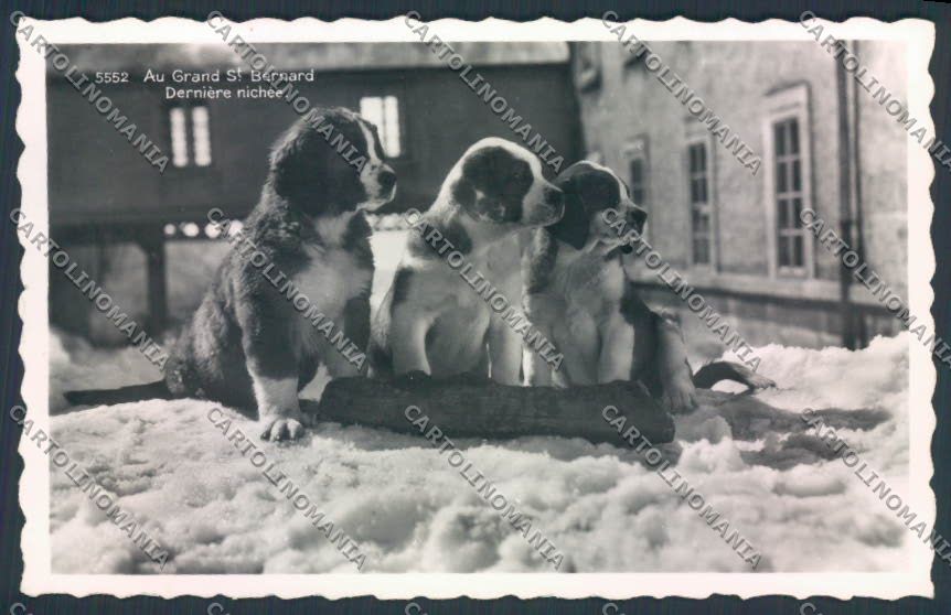 Aosta San Bernardo Grande Dog foto cartolina MQ4621 – fronte