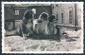 Aosta San Bernardo Grande Dog foto cartolina MQ4621 – fronte