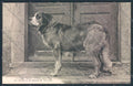 Aosta San Bernardo Grande Dog cartolina MQ4625 – fronte