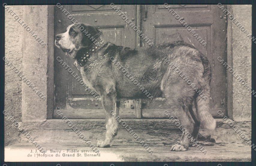 Aosta San Bernardo Grande Dog cartolina MQ4625 – fronte