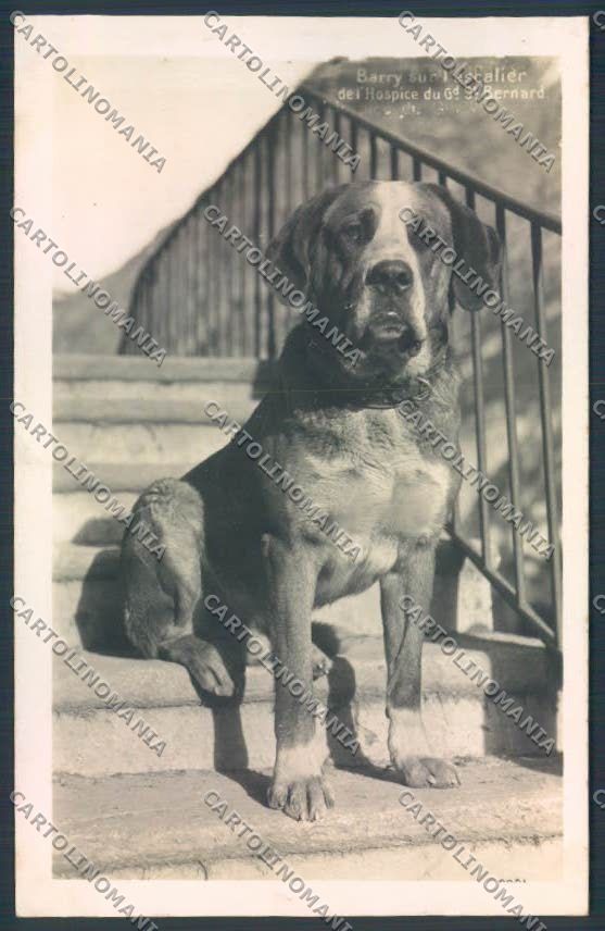 Aosta San Bernardo Grande Dog foto cartolina MQ4627 – fronte
