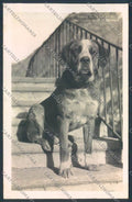 Aosta San Bernardo Grande Dog foto cartolina MQ4627 – fronte