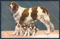 Aosta San Bernardo Grande Dog cartolina MQ4631 – fronte