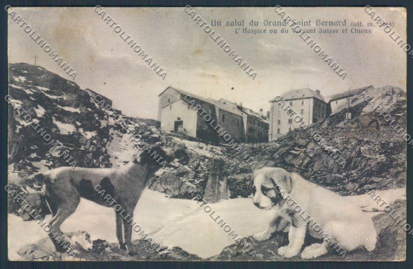 Aosta San Bernardo Grande Dog cartolina MQ4639 – fronte