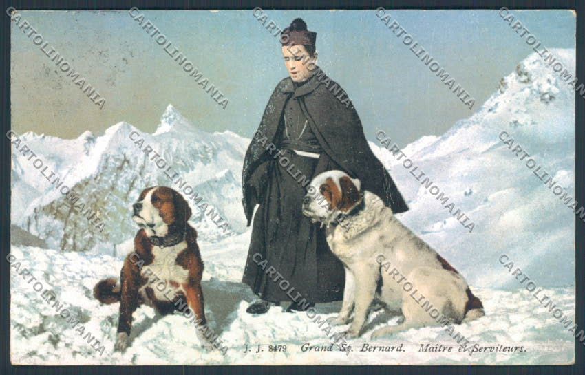 Aosta San Bernardo Grande Dog PIEGATA cartolina MQ4642 – fronte