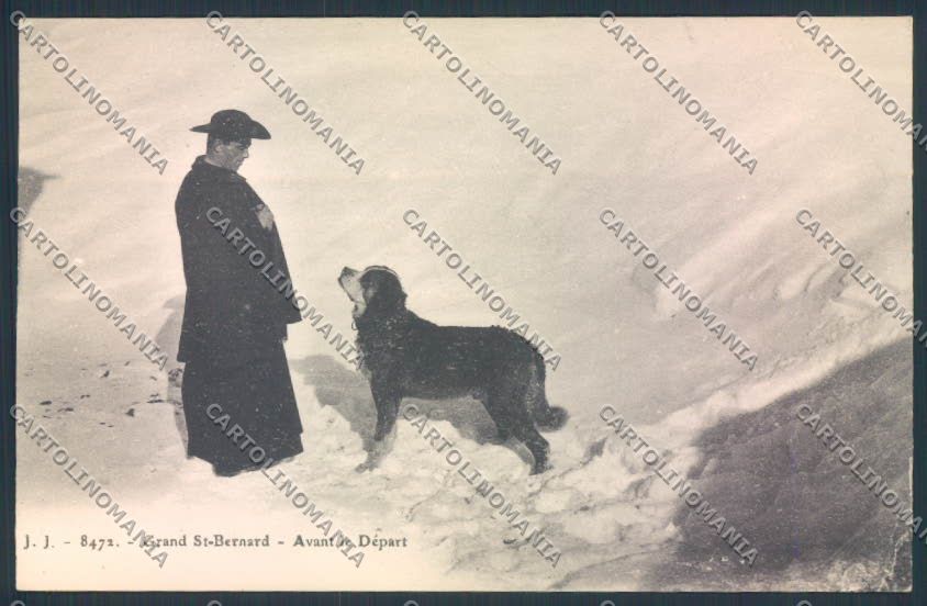 Aosta San Bernardo Grande Dog cartolina MQ4643 – fronte