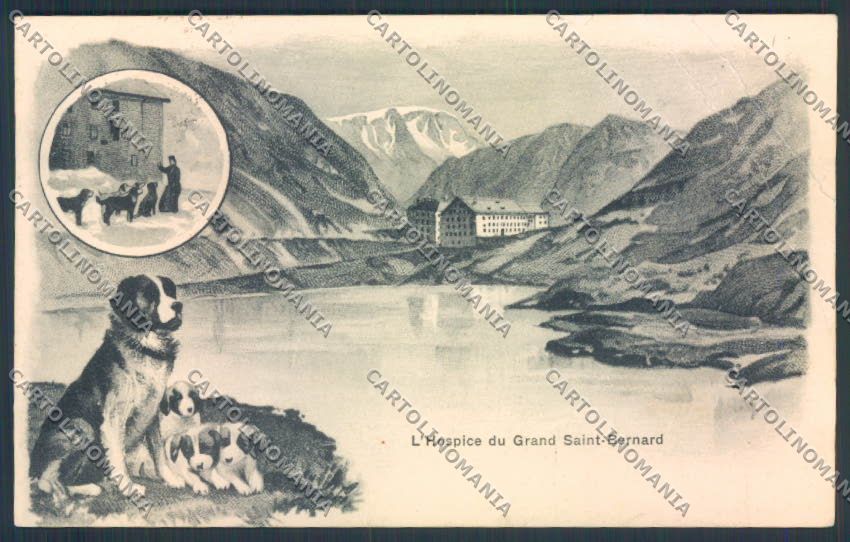 Aosta San Bernardo Grande Dog PIEGHE cartolina MQ4647 – fronte