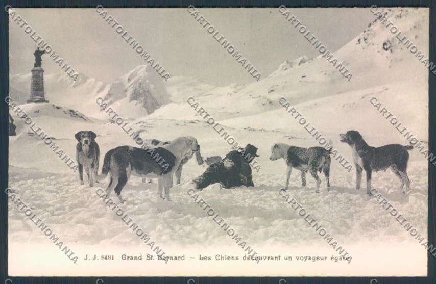 Aosta San Bernardo Grande Dog cartolina MQ4648 – fronte