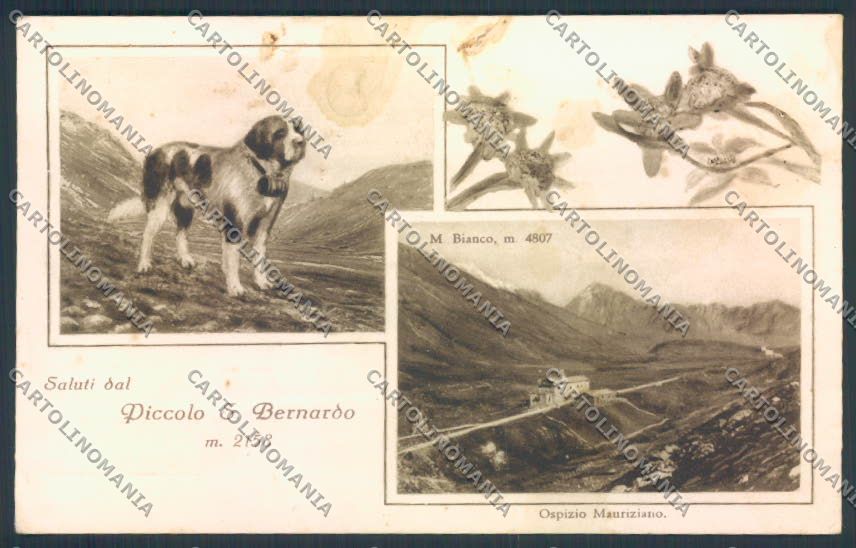 Aosta San Bernardo Piccolo Dog cartolina MQ4667 – fronte