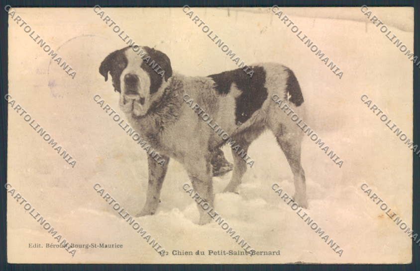 Aosta San Bernardo Piccolo Dog cartolina MQ4668 – fronte