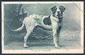 Aosta San Bernardo Piccolo Dog cartolina MQ4669 – fronte