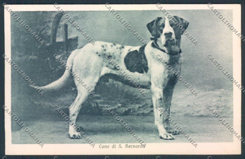 Aosta San Bernardo Piccolo Dog cartolina MQ4669 – fronte