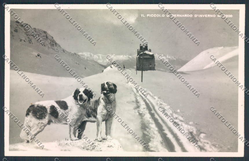 Aosta San Bernardo Piccolo Dog foto cartolina MQ4677 – fronte